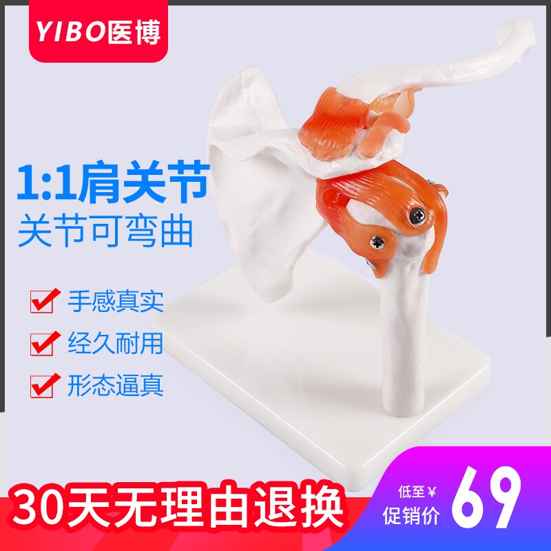 人体肩关节模型 成人 肩膀骨头模型带韧带 关节模型医学骨骼教具
