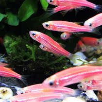 Small tropical fish Ornamental fish Lamp fish School fish Swimming fish Live fish Erythema horse fish Blue zebra Cold water fish Live fish