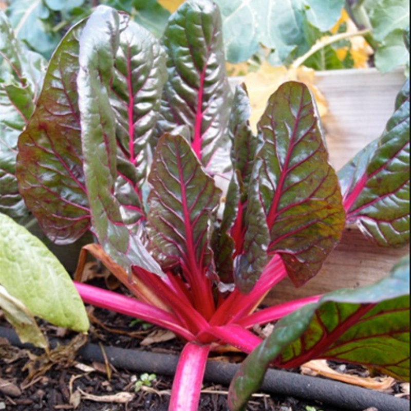 (Purple Leaf beetroot seed) Vegetable Seed Family Vegetable Garden Sightseeing Garden Cultivation Ornamental red Beet R