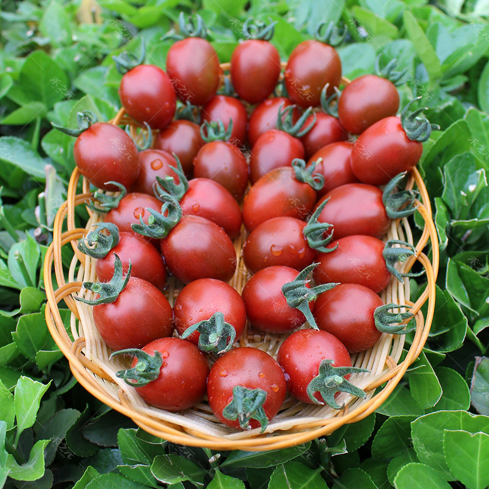 Purple Millennial Tomato Seed Purple Black Tomato Vegetable Seed Balcony Easy To Plant Non Genetically Modified Spring Season Winter