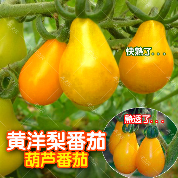 Huangyang pear tomato seeds sweet and crispy four seasons potted plant spring summer autumn winter fruit balcony indoor spring summer autumn cherry fan