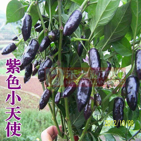 Purple Little Angel Fruits Millet Peppers Seeds Chili Seeds Season Spring Autumn Potted black Choe pepper