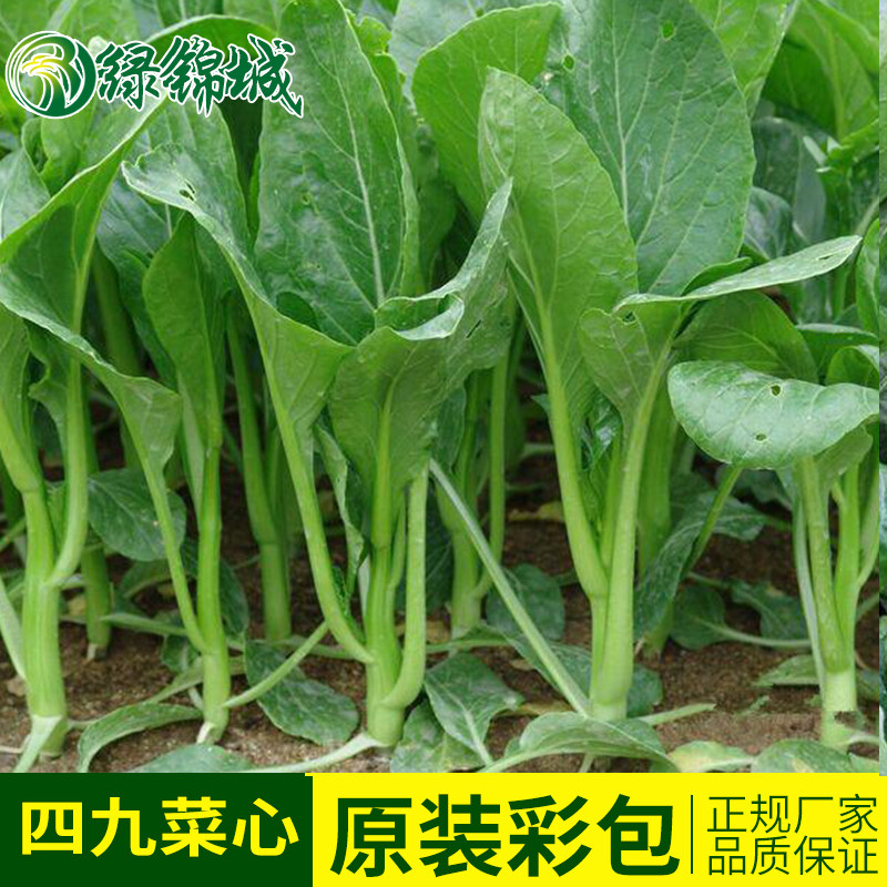 New vegetable species, 49 cabbage seeds, four-nine cabbage seeds, vegetable seeds, four seasons sowing, vegetable seeds, spring sowing