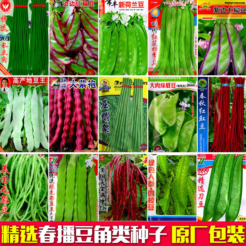 New original vegetable seeds bean seeds rack bean kidney bean seeds green long beans spring, summer and autumn cowpea seeds