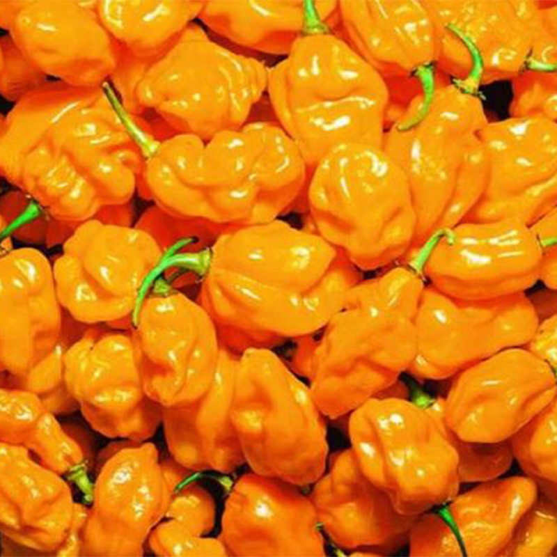New Hainan yellow lantern pepper seeds Super spicy color pepper seeds Four seasons balcony potted vegetable seeds