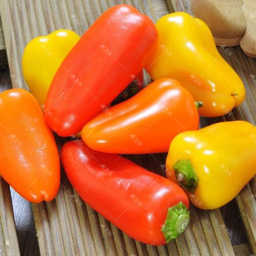 French fruit pepper seed fruit pepper seed sweet pepper potted plant spring, summer, autumn and winter ornamental edible four seasons