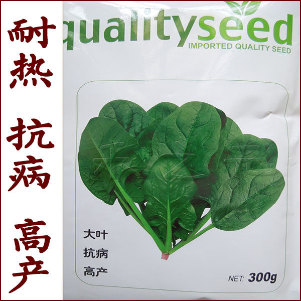 New Bande spinach seed heat resistant spinach disease resistance to premature and high-yield spring and summer cultivation seeds