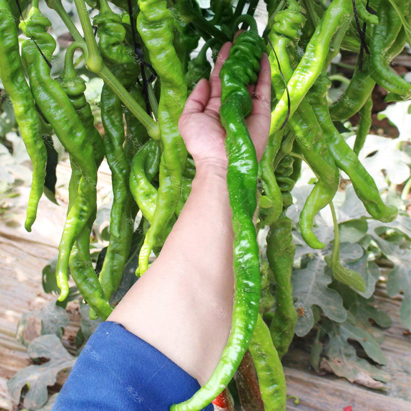 Pepper seed screw Long pepper pepper seed line pepper spring, summer and autumn vegetable seed solitary four seasons extra large north and south high yield