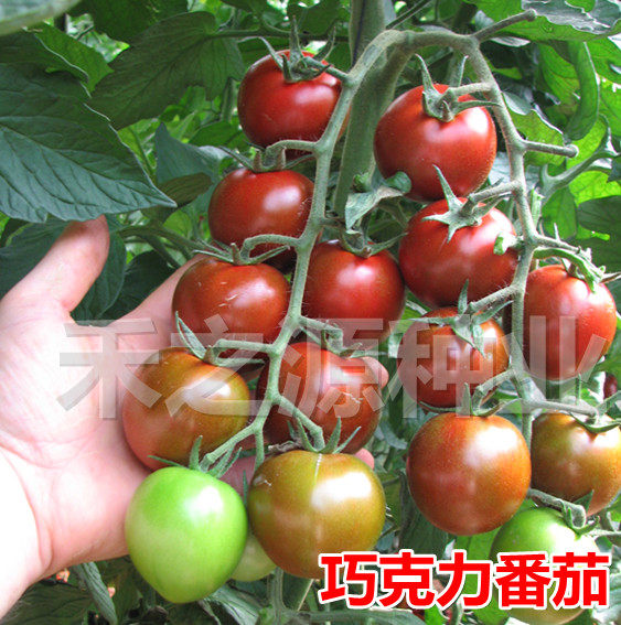 Red small strawberry tomato seeds Israel Hazera purple black tomato four seasons fruit tomato seedlings