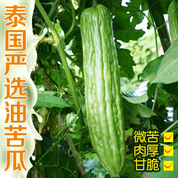 Oil Green Bitter Melon Seed Seed Long Green Autumn Winter Meat Thick Green Bitter Melon Youth Summer Autumn Cultivation Season Vegetables Melon Potted Bag
