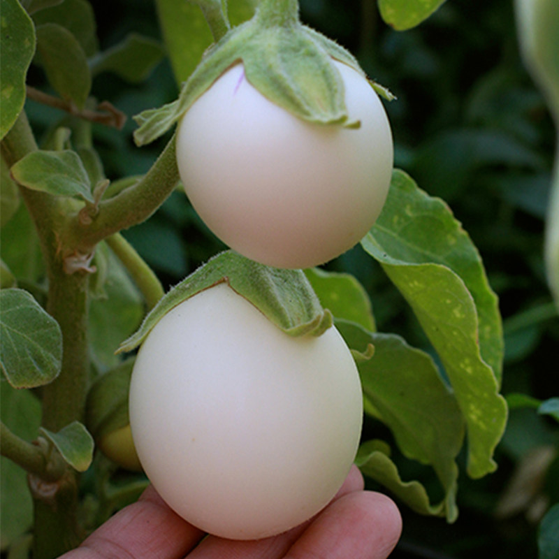 White eggplant seeds round eggplant seeds long eggplant eggs eggplant eggplant seedlings four seasons potted eggplant seedlings ornamental vegetable seedlings