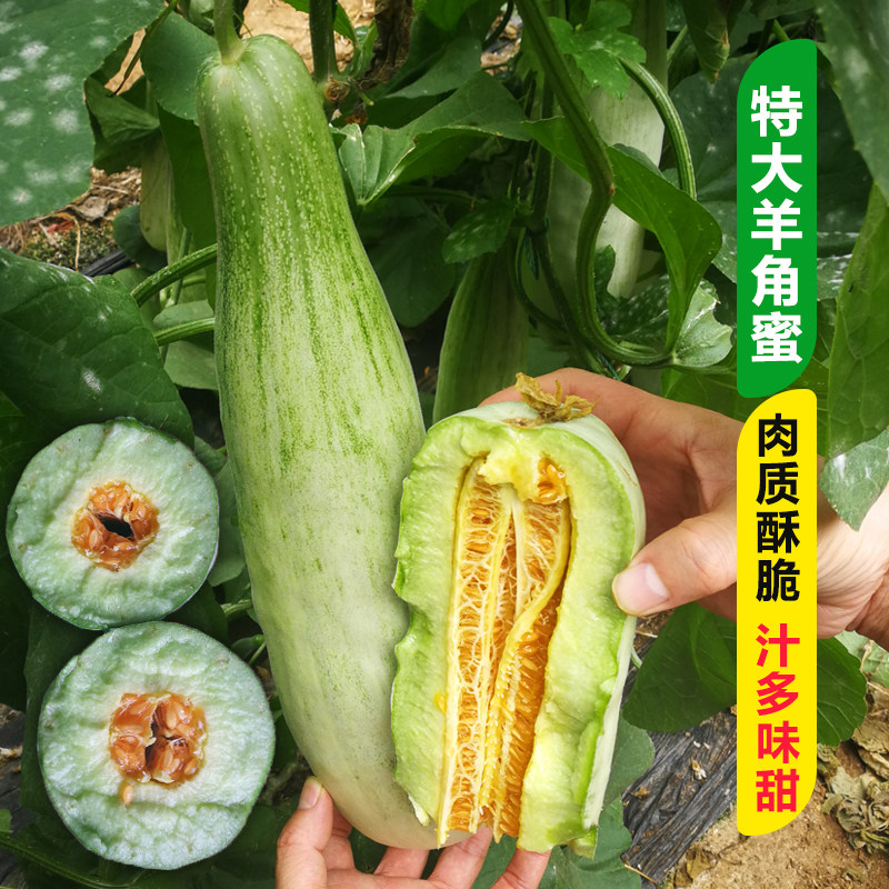 New Products Goat Horns Honey Melon Seed Seedlings Super Sweetness High Yield Spring Season Balcony Large Field Goat Horn Crispy Melon Seed Melon Seeds