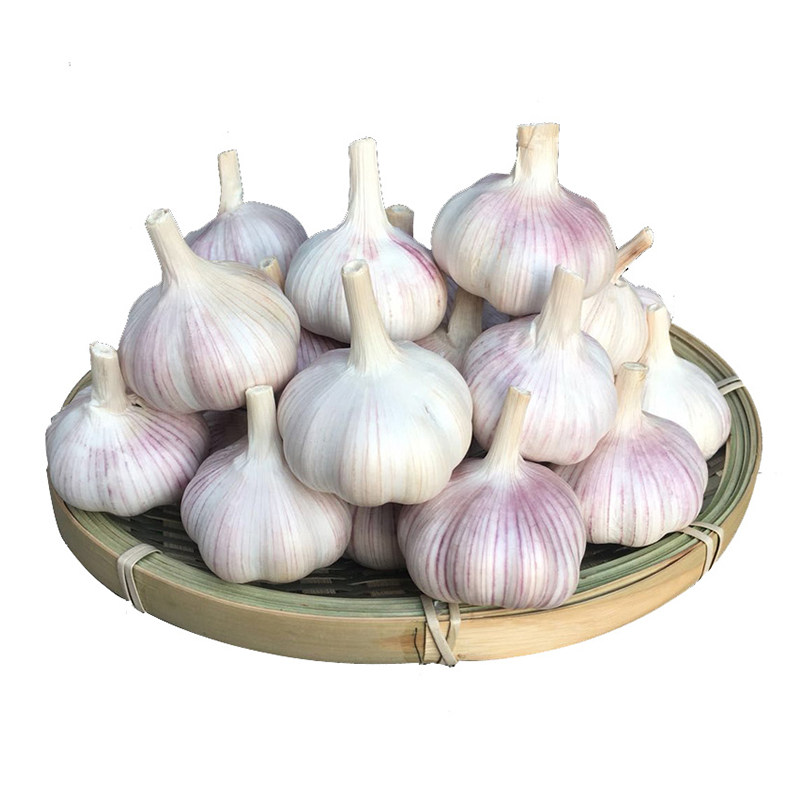 With root purple skin garlic cloves dry garlic seeds garlic seedlings