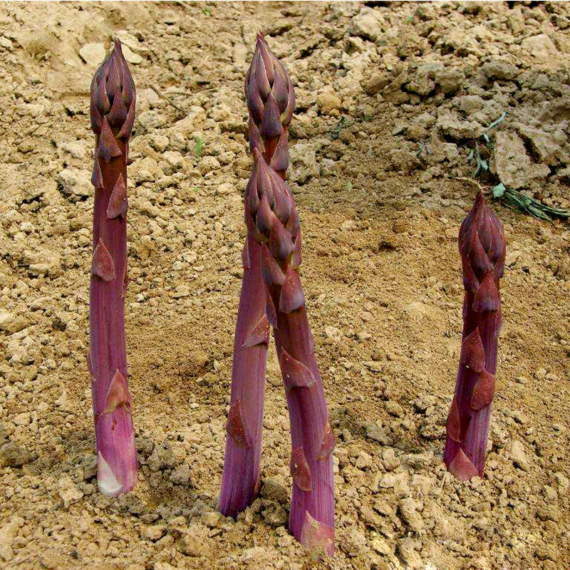 New Diamond Brand Asparagus Seeds Green Purple Asparagus Seeds Perennial Indoor Balcony Courtyard Potted Vegetables Sowing in Four Seasons
