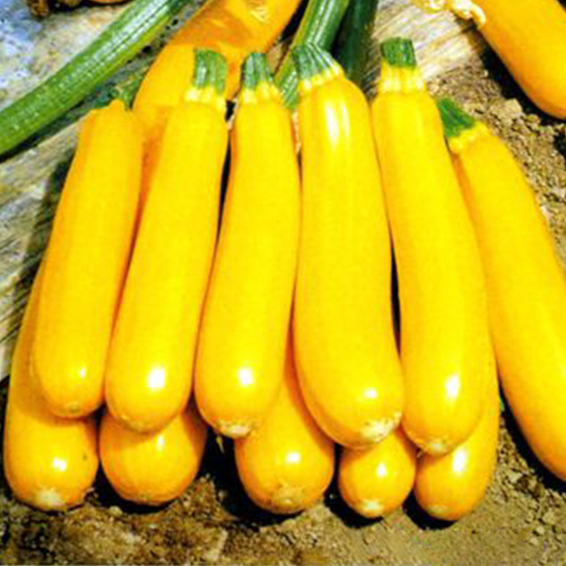 New banana zucchini seed fruit type can eat raw seeds of pumpkin vegetable seeds in spring