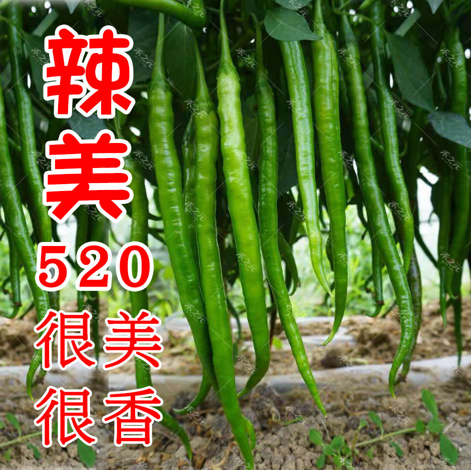 Spicy beauty 520 line pepper seed pepper seed line pepper seed spring four seasons spicy southern seedling farm vegetable seed