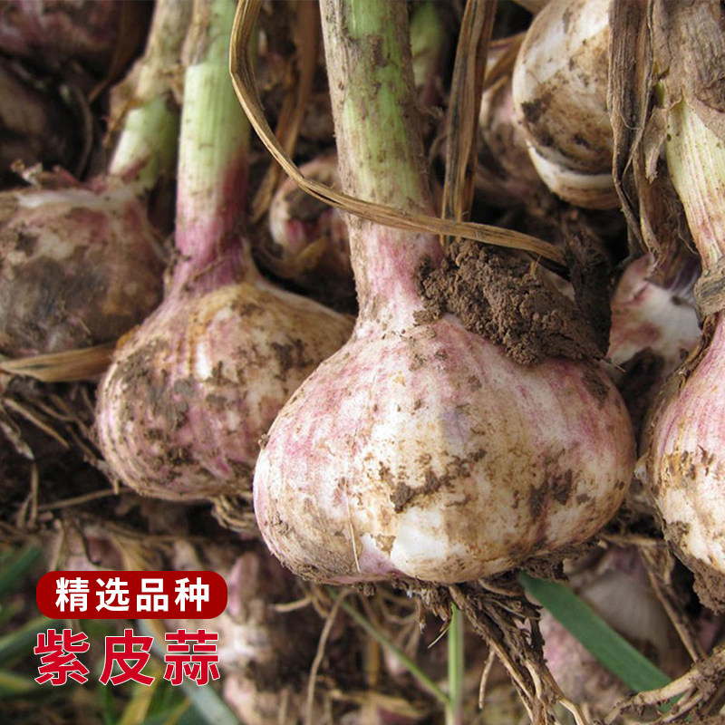 With root purple skin garlic cloves dry garlic seeds garlic seedlings