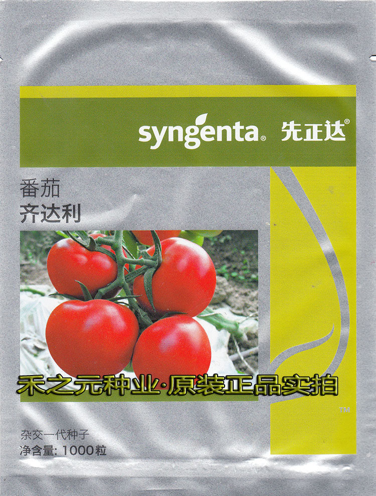 Syngenta Zidali Big Red Fruit Tomato Seeds High Anti-TY Virus Yellowing Leaf Rolling High Yield Tomatoes
