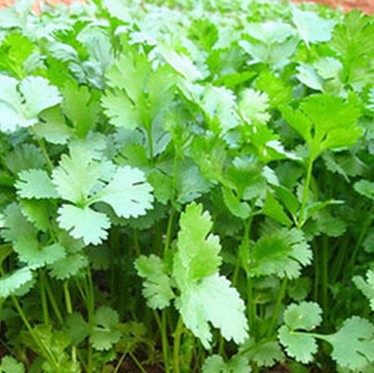 New goods Seasons cilantro coriander coriander Coriander Seeds Vegetable Garden Potted Seeds High Out of RMB10