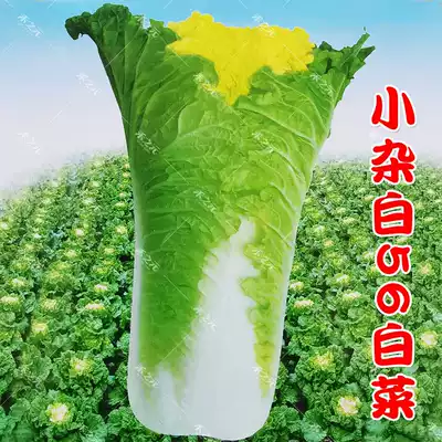 Small Miscellaneous yellow heart White rapeseed Chinese cabbage seeds Chinese cabbage seeds four seasons old cabbage varieties winter autumn seeds