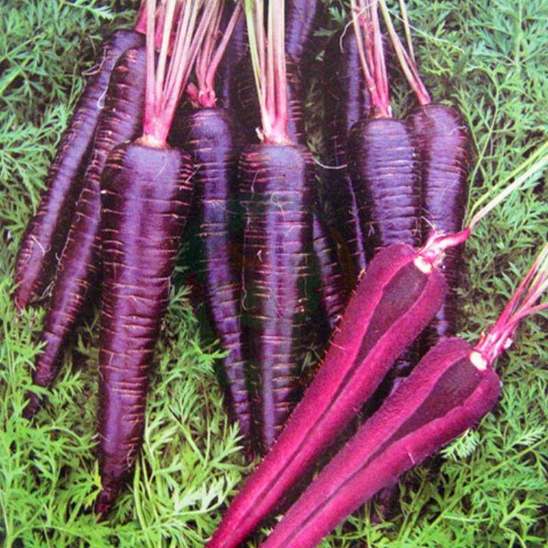 New Pint Purple Carrot Seed Purple Ginseng Vegetable Seed Rape Seed Rape Vegetable Potted Vegetable Potted Plant High Sprout Rate Refinement