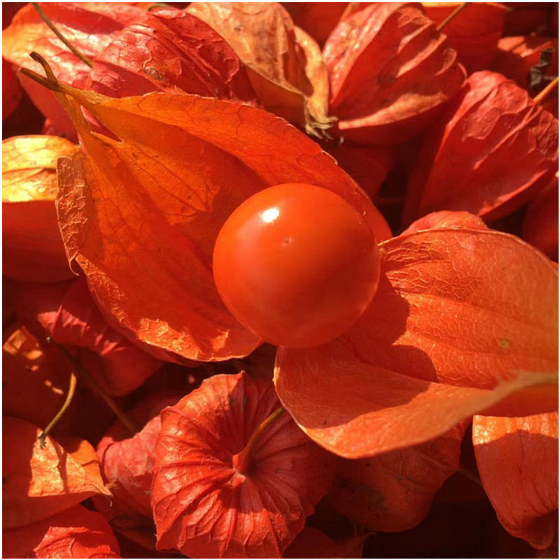 Northeastern Changbai Mountain Red Lantern Fungus, Wild Red Lantern Fruit, New Crop 500g 