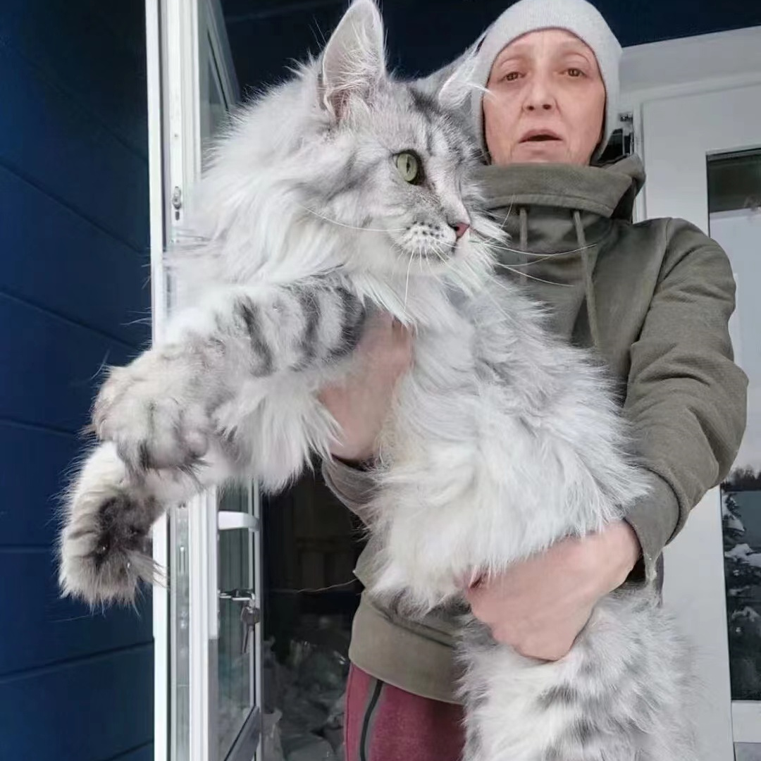 Russian Maine Coon kitten purebred giant cat long-haired white red brown silver tabby pet cat living animal forest cat