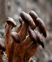 Daxinganling specialty wild hair-pointed mushroom mining gold mine on the rare mushroom Mushroom holy 500 grams