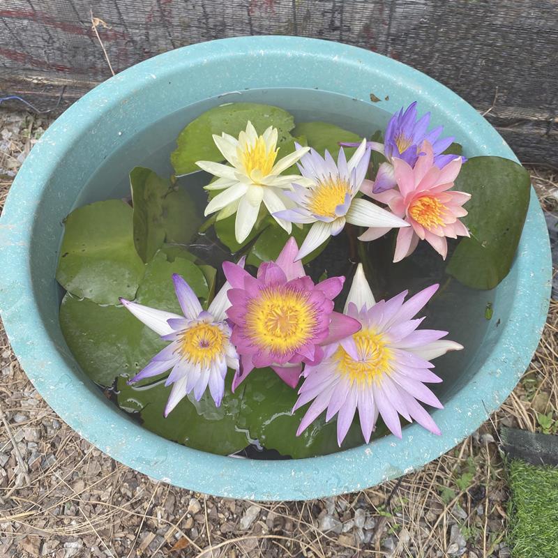 Sleeping Lotus Flower Bowl Flower Bowl Flower Bowl Flower Bowl
