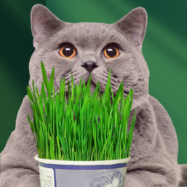 特瑞仕猫草已种好种籽盆栽猫薄荷去毛球懒人水培即食猫草猫咪零食 招财猫淘券吧