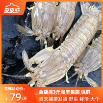 Dalian wild skin shrimp fresh free mail seafood Shrimp crawling shrimp extra large fresh shrimp crawling