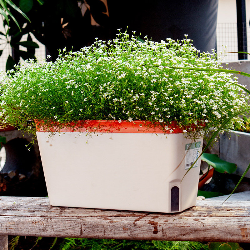 Strip flower pot day style minimalist automatic water suction sloth flower pot office window sill plastic multi-meat green plant with basin