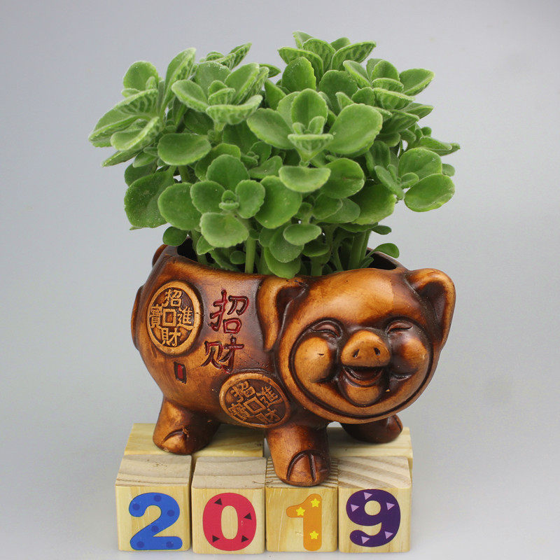 A rag-smeared potted plant belongs to the pig season good raise and touch the aromas of the apple aromas of perfumery perfumery.