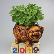  A touch of fragrant potted plants are good for pigs in all seasons Touch fragrant potted apples perfume and cultivate rich trees