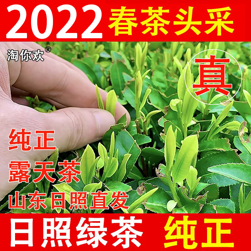 Shandong Rizhao green tea 2022 new tea alpine open-air head-picking spring tea fresh, tender and strong aroma type tea 500g