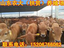 Live Cattle For Sale Rusi Scalper Live Calves Simenthal Calves Live Small calves 3-6 months calves