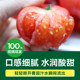 Momotaro Powder Tomato Fresh Natural Ripe Tomato Raw Vegetable Fruit Tomato 5Jin [Jin equals 0.5kg]