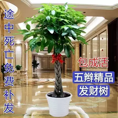 Fortune tree indoor and outdoor flower bonsai plant potted big money tree flower seedling living room large green plant