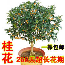 Grafted osmanthus sapling bonsai Japanese osmanthus four seasons osmanthus August golden osmanthus agarwood osmanthus strong fragrance flower potted plant