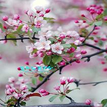 Four seasons Begonia flower seedlings saplings potted bonsai Japanese Nishifu draping indoor balcony green plants double flowers