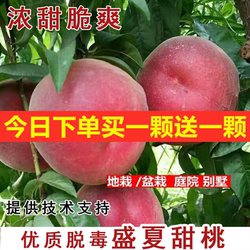 Super sweet extra large peach Japanese sweet peach king peach sapling grafted seedling midsummer sweet peach king fruit sapling planted directly from south to north