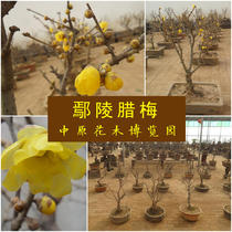 Yanling wax plum bonsai plant Indoor four seasons saplings Suxin wax plum flower pile potted garden balcony winter flowering