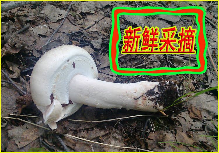 内蒙古特产 呼伦贝尔大草原产紫花脸蘑菇 野生