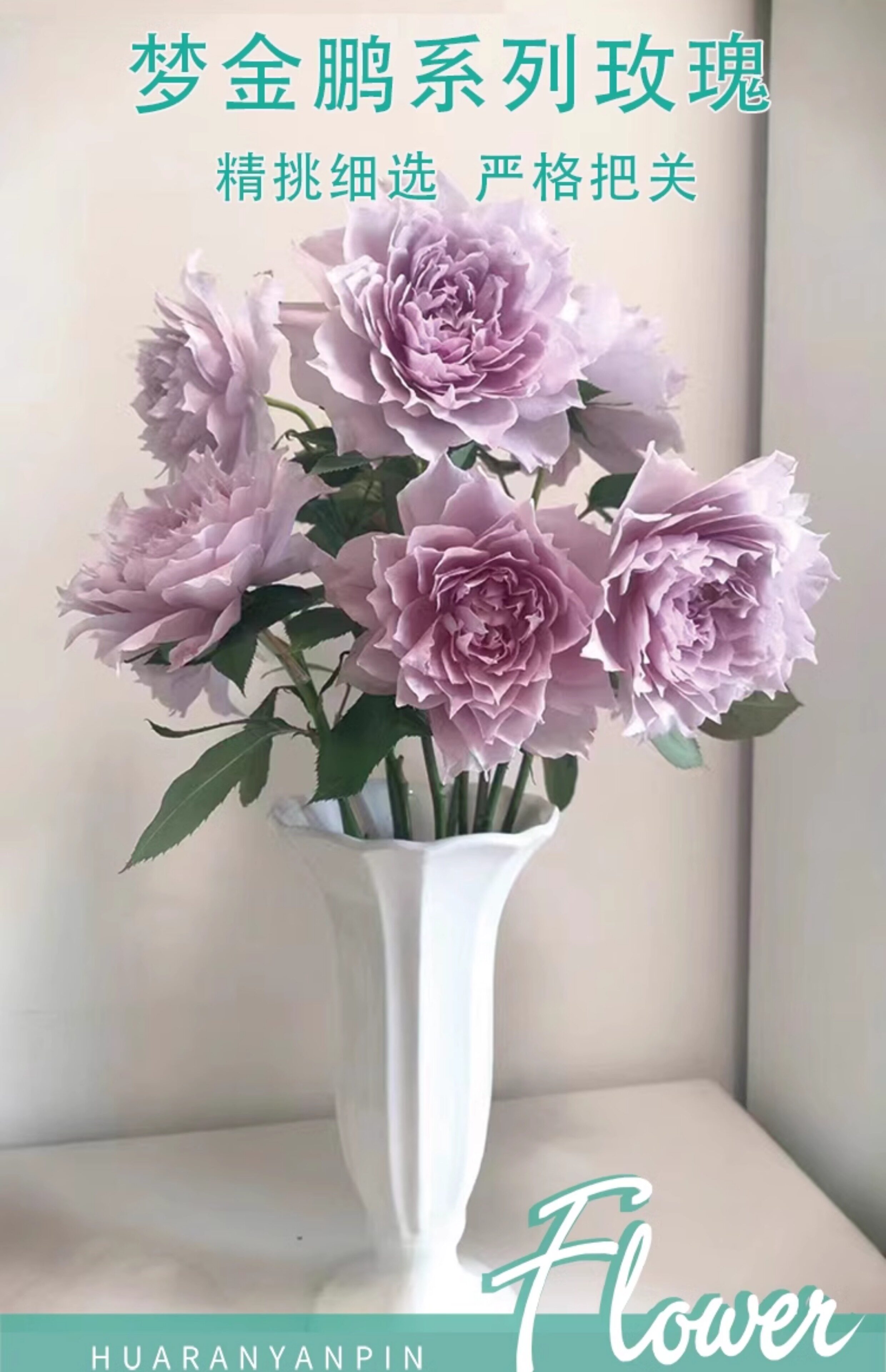 Цветы 梦金鹏幻紫玫瑰鲜花小粉兔肯辛顿公园单头鲜切花室内水养新鲜插花