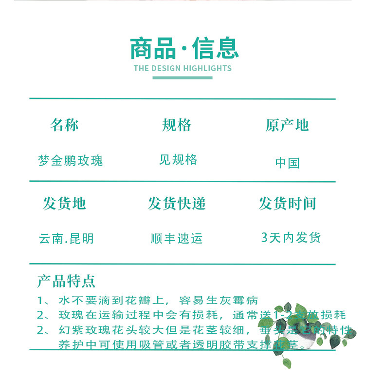Цветы 梦金鹏幻紫玫瑰鲜花小粉兔肯辛顿公园单头鲜切花室内水养新鲜插花