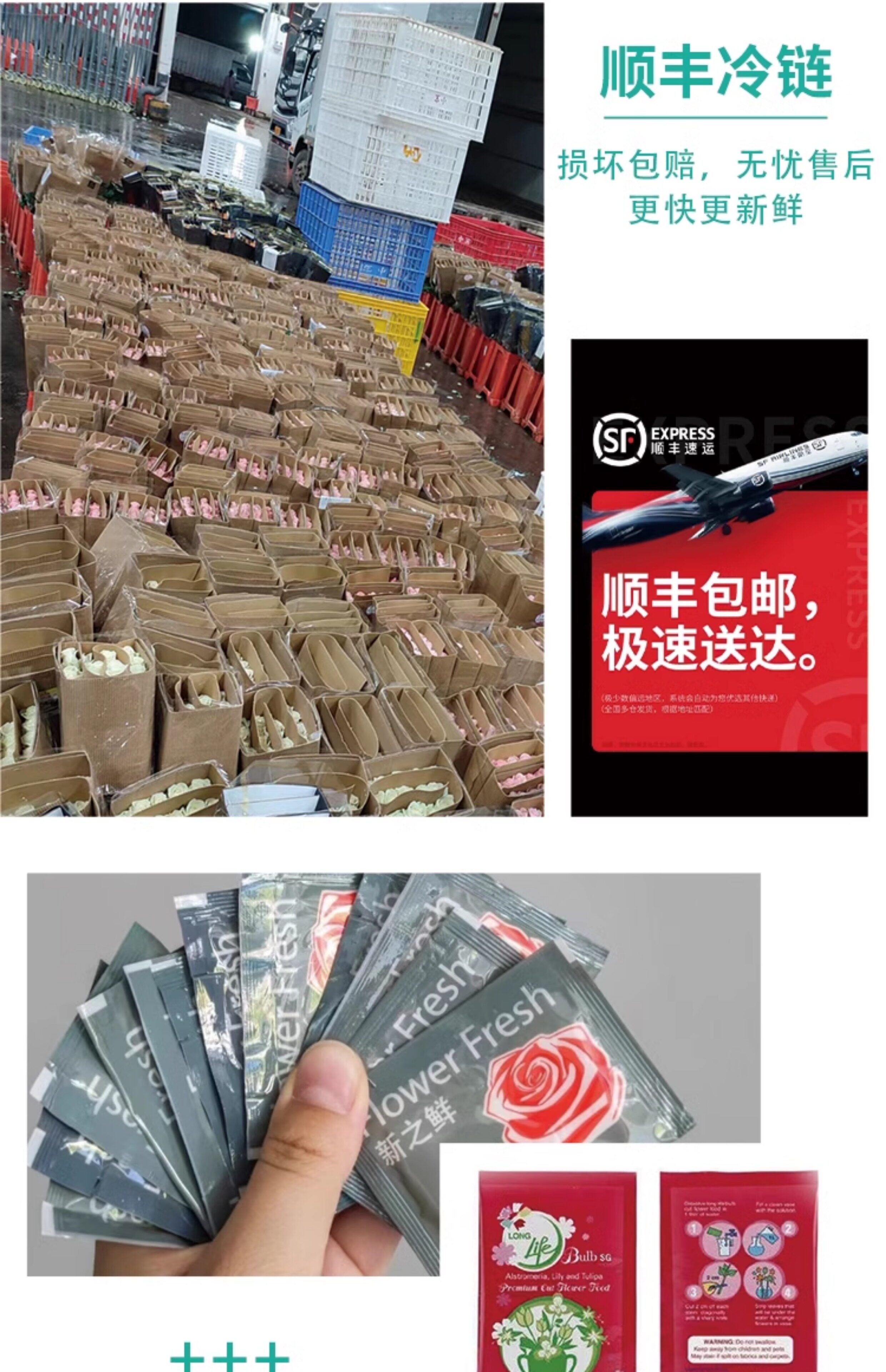 Цветы 梦金鹏幻紫玫瑰鲜花小粉兔肯辛顿公园单头鲜切花室内水养新鲜插花