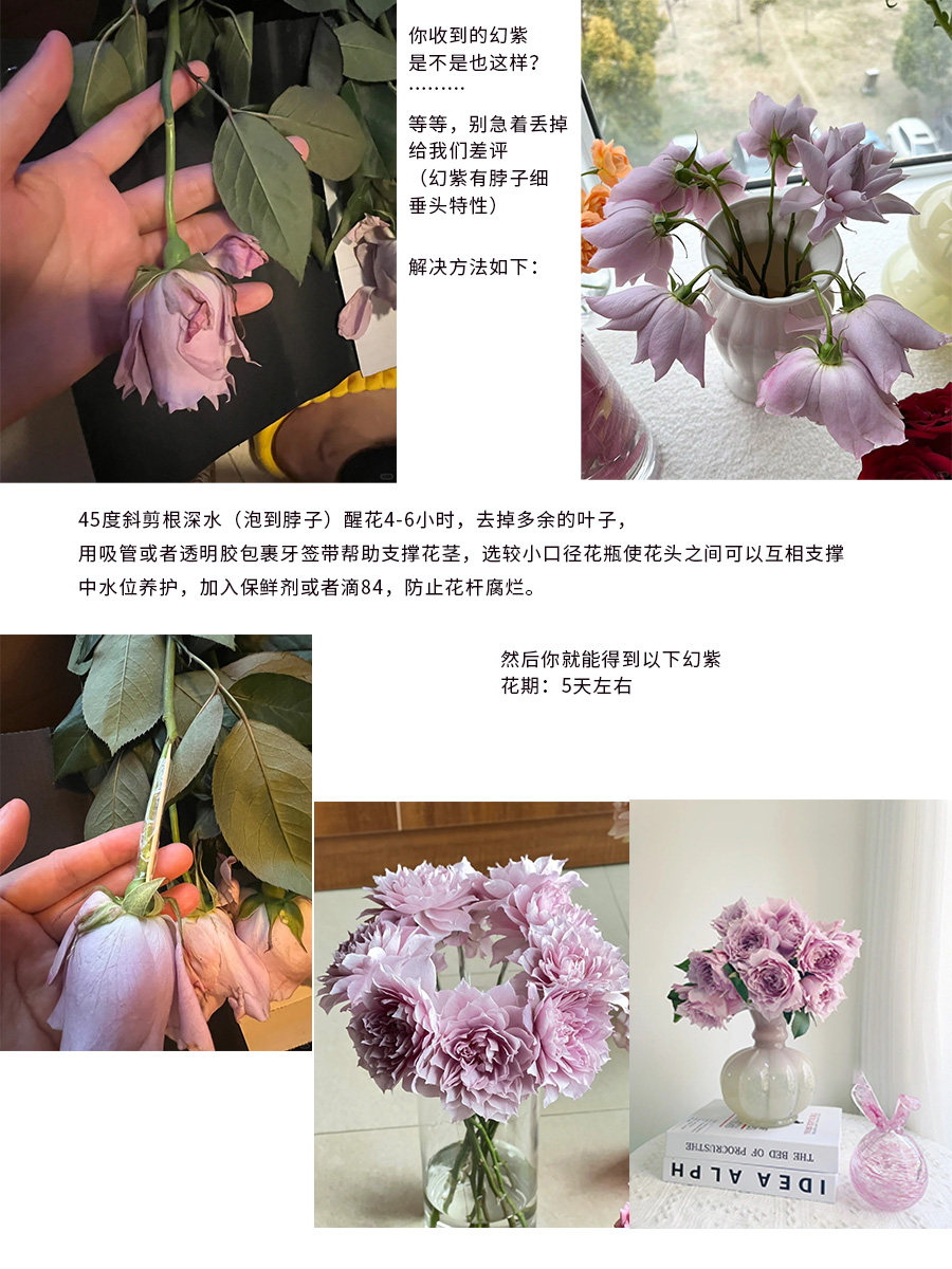 Цветы 梦金鹏幻紫玫瑰鲜花小粉兔肯辛顿公园单头鲜切花室内水养新鲜插花