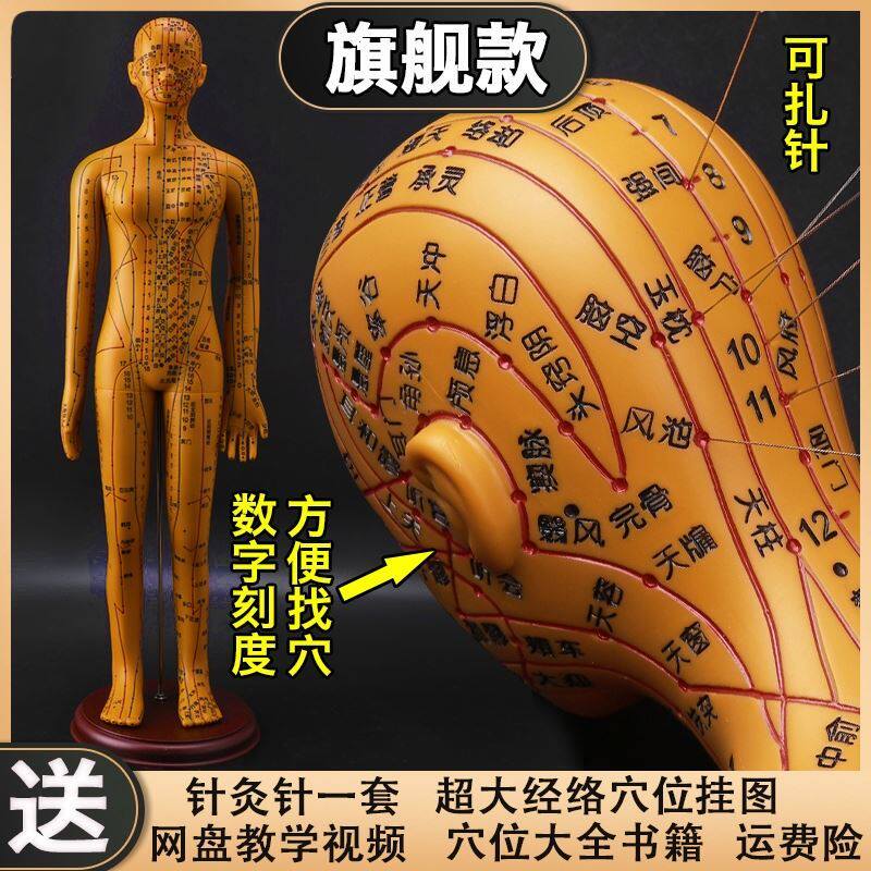 Chinese male model blood acupuncture acupuncture point human model soft little human head practice hand head massage acupuncture model