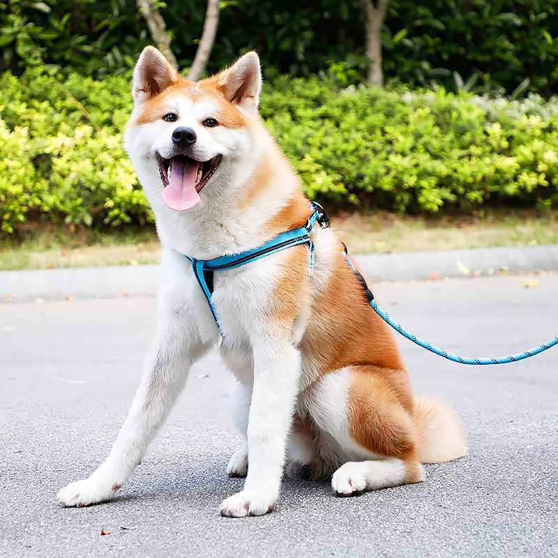 Pet material adjustable and practical strap-type rope buckle free wear metal chain small dog walking dog leash universal