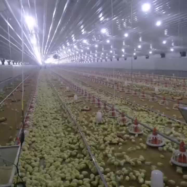 Animal & Poultry Husbandry Equipment Chicken Equipment Broiler Farming